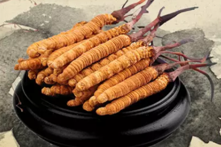 ถั่งเช่า herb of emperor