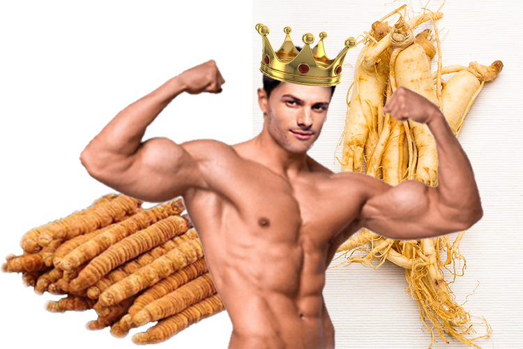 ถั่งเช่า king of herb
